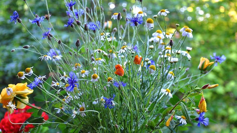 Cornflowers and camomiles online puzzle