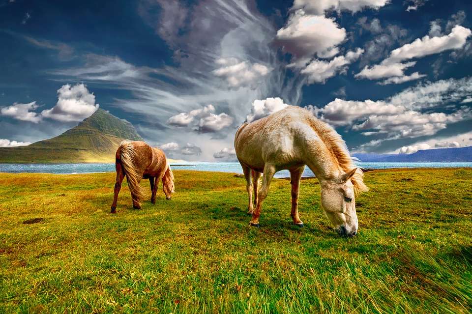Horses on grazing jigsaw puzzle online
