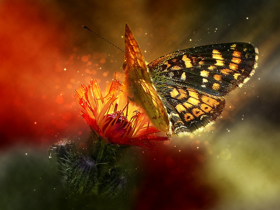 Mariposa en una flor rompecabezas en línea