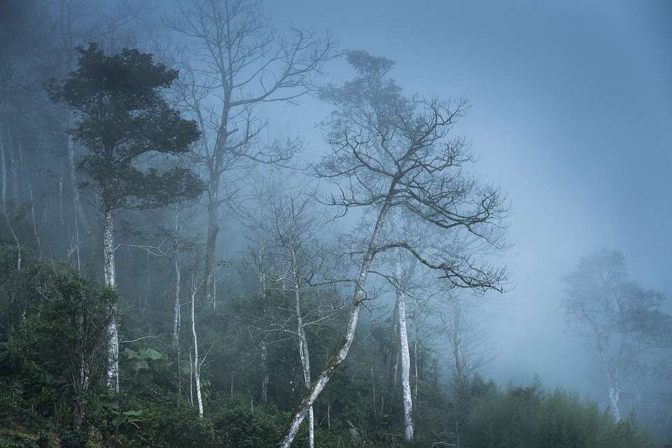 Δάσος στην ομίχλη online παζλ