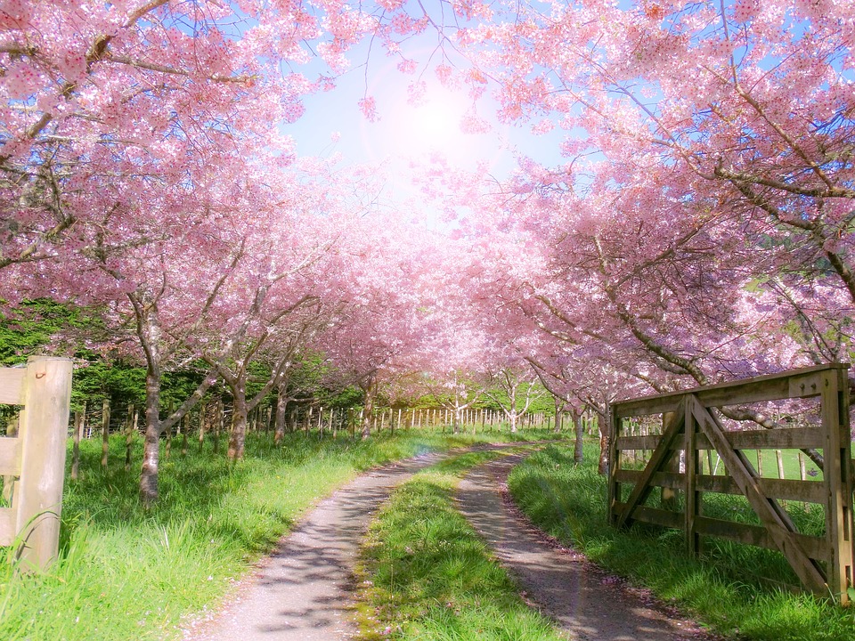 Blooming orchard online puzzle