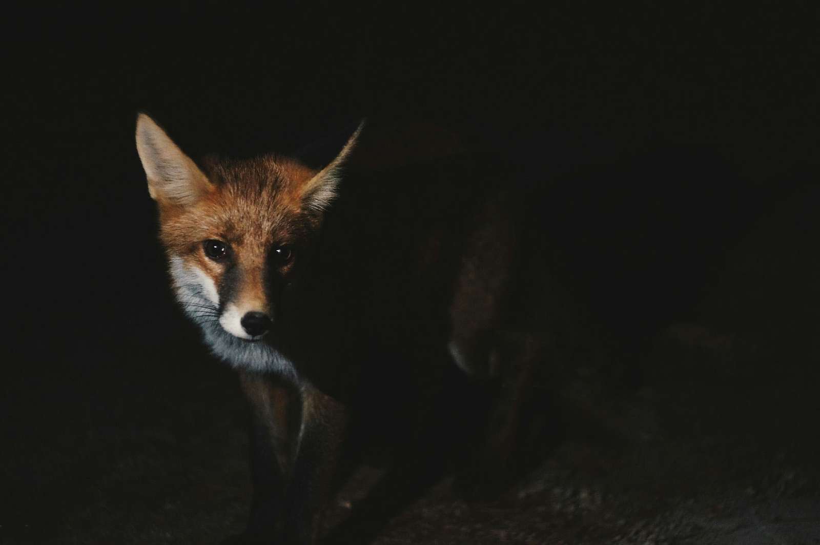 fox in the dark online puzzle