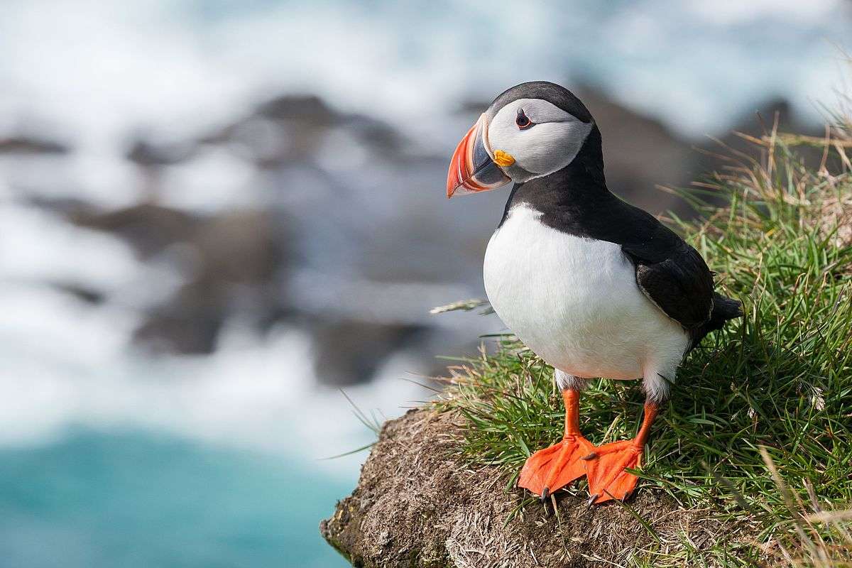Puffin Atlantic jigsaw puzzle online