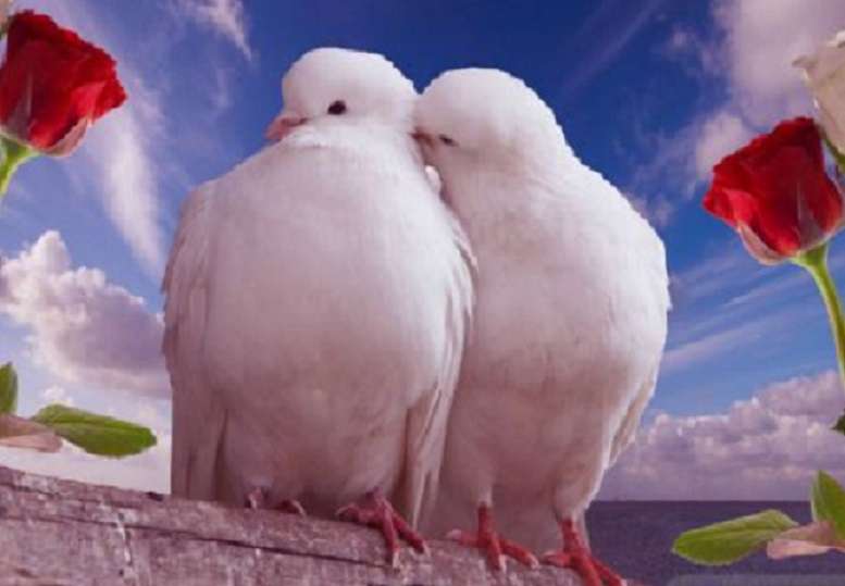 Două porumbee albe. puzzle online