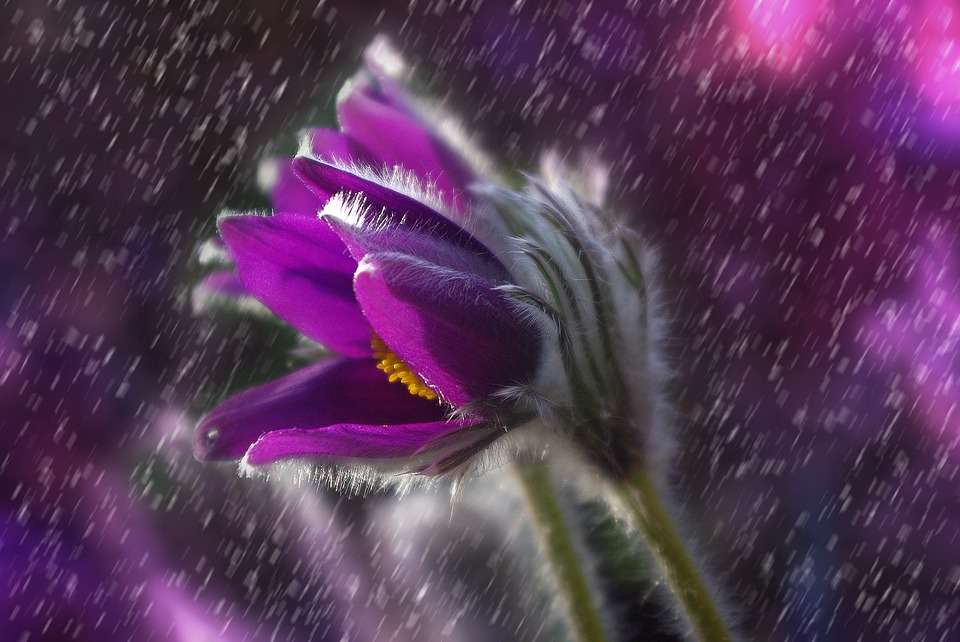 Λουλούδι Pasque στη βροχή παζλ online