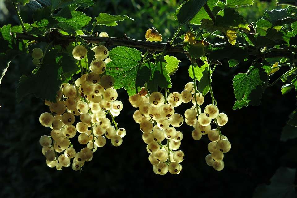 Ribes bianco puzzle online
