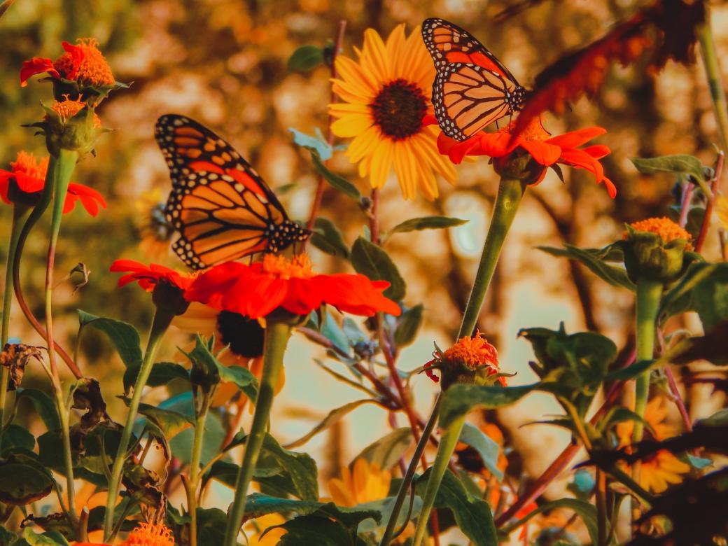 Krásný motýl mezi přírodou skládačky online