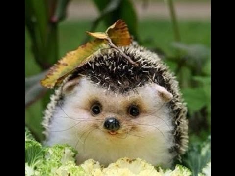 baby hedgehog online puzzle