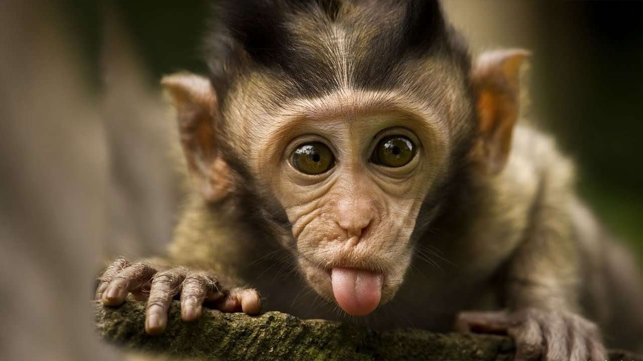 дитинча мавпочки онлайн пазл