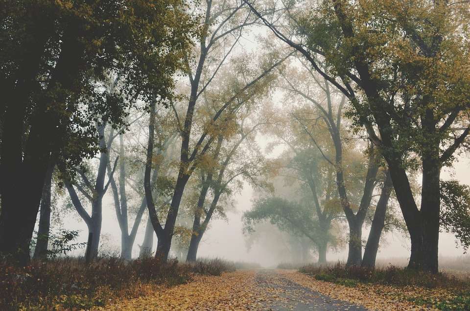 Road in the fog jigsaw puzzle online