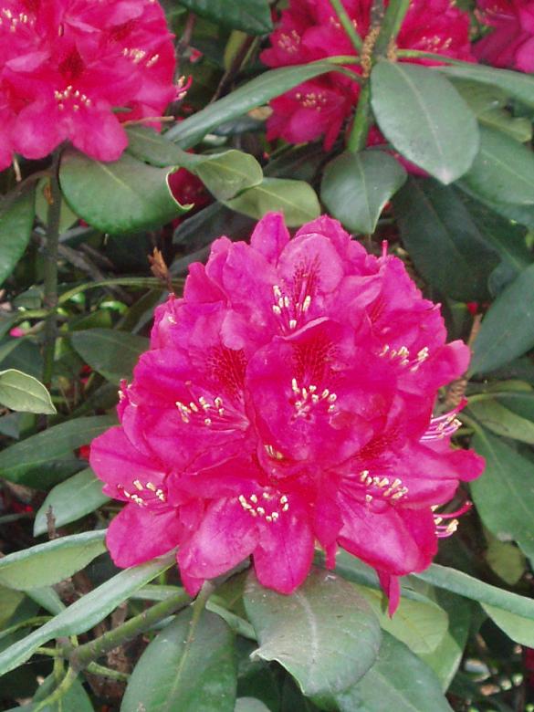 rhododendrons puzzle en ligne