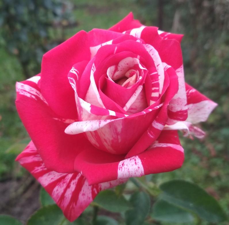 červeno-bílá růže skládačky online