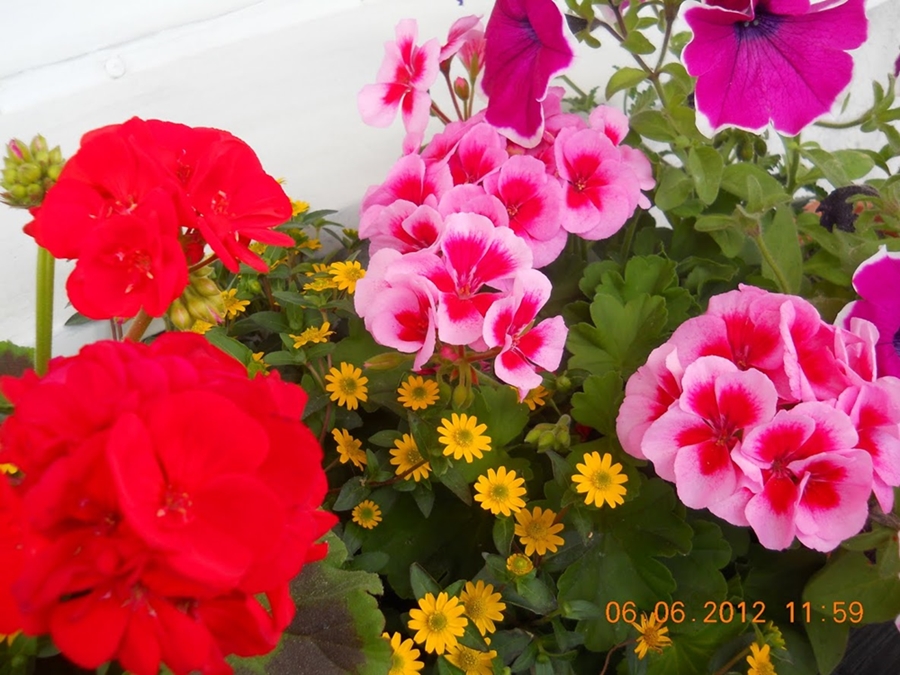 Blommig balkong pussel på nätet