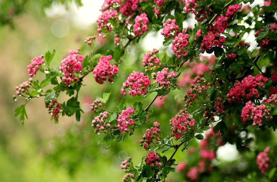 Hawthorn bloemen online puzzel