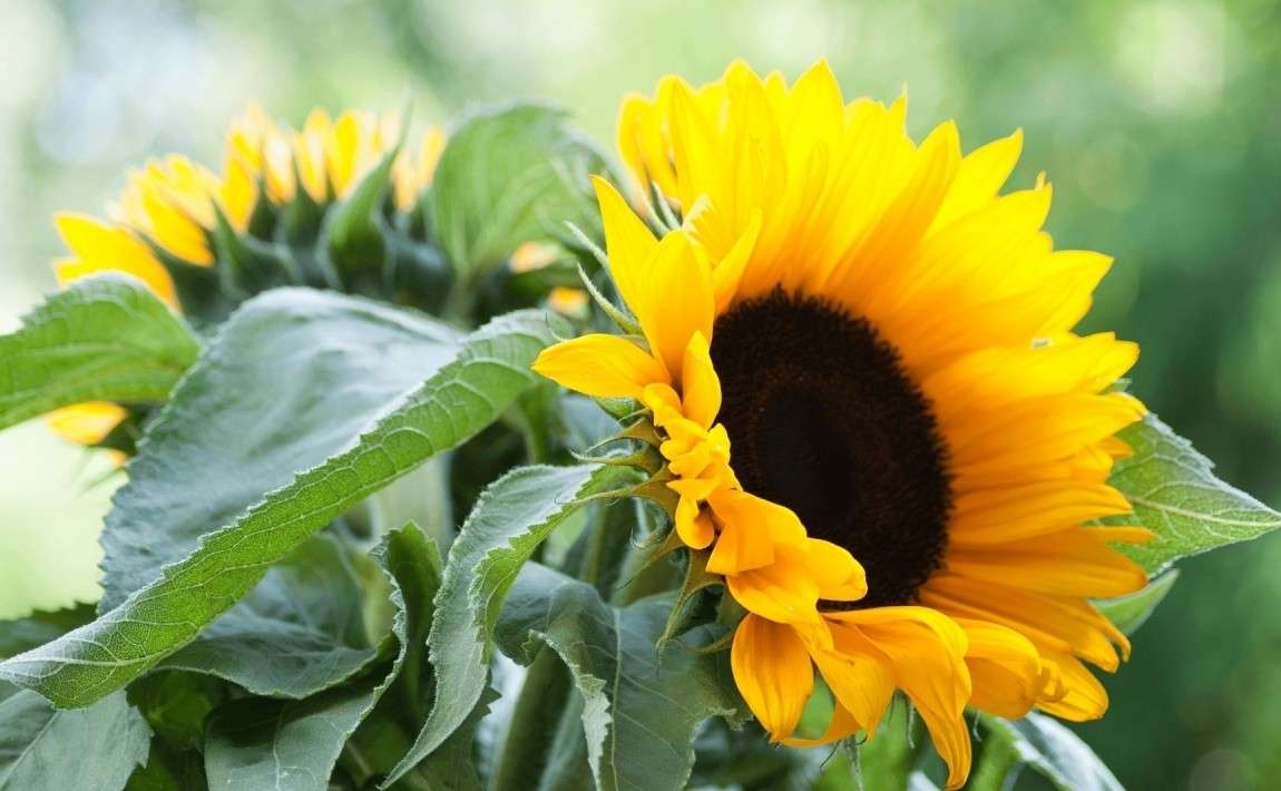 zonnebloemen online puzzel