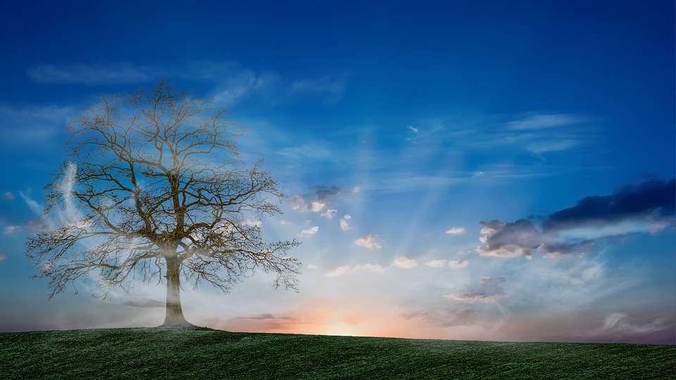 Ένα δέντρο τυλιγμένο σε ομίχλη online παζλ