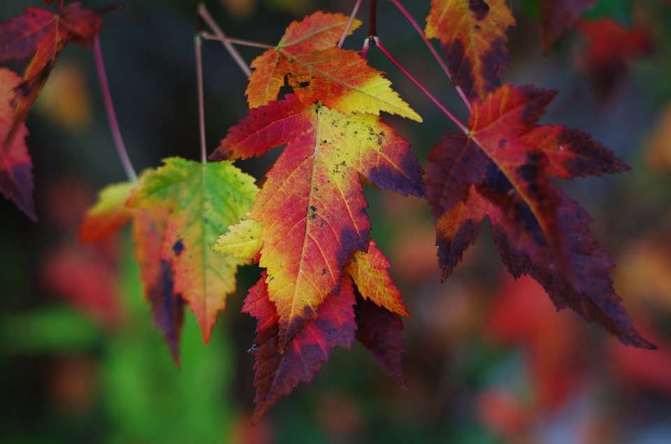 Colorful leaves online puzzle