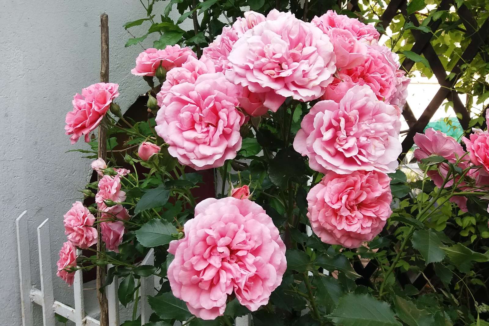 Die schönsten rosa Rosen. Puzzlespiel online