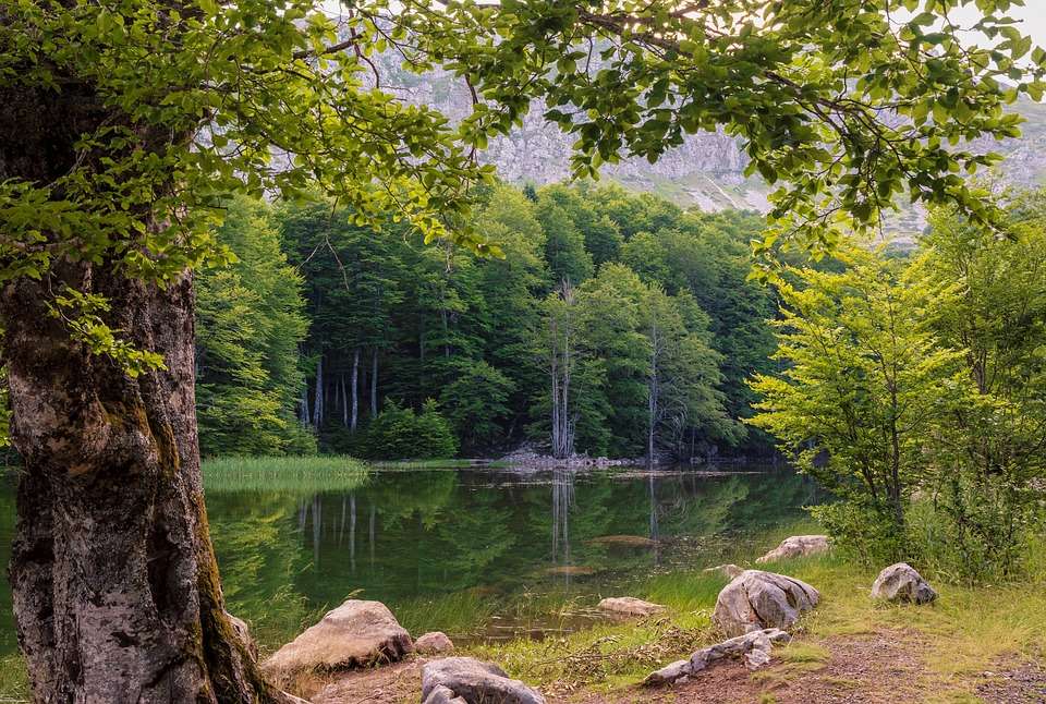 Στο δάσος δίπλα στη λίμνη παζλ online