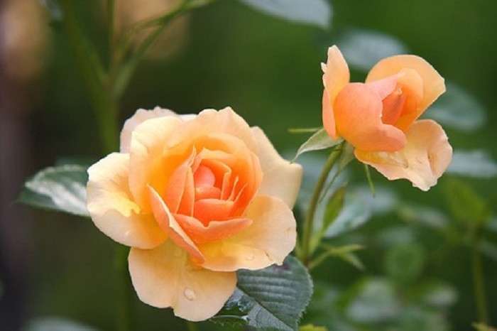 Tea roses. jigsaw puzzle online