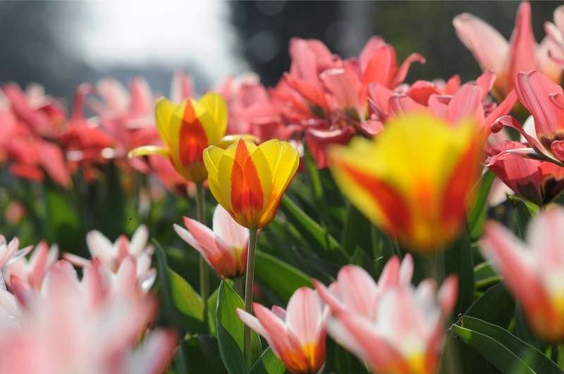 Campo de tulipas quebra-cabeças online