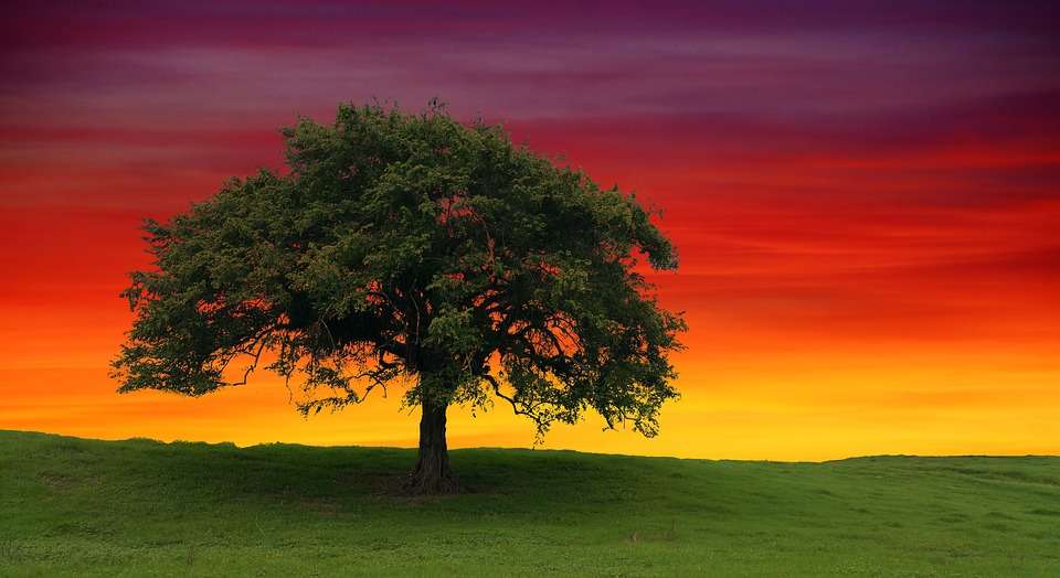 Eenzame boom legpuzzel online