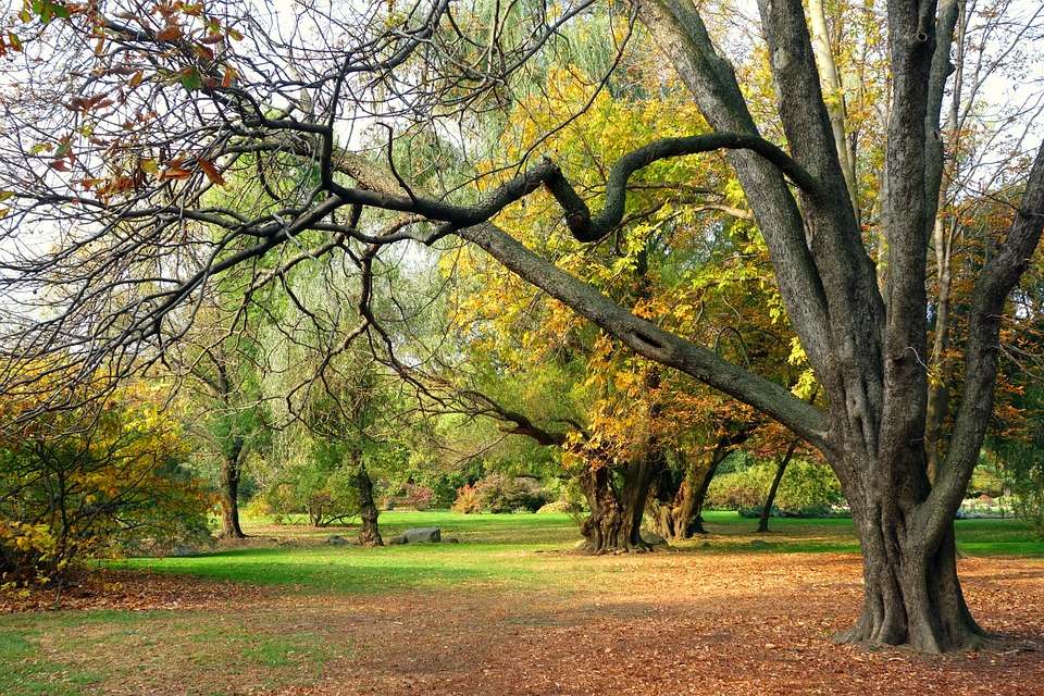 Bäume im Herbst Online-Puzzle