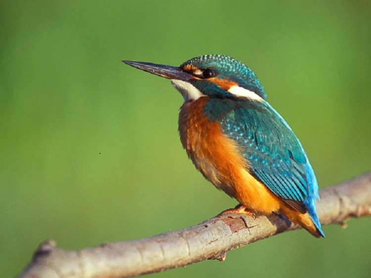 Kingfisher. Pussel online