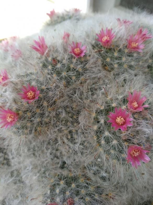 kwitnący kaktus online puzzle