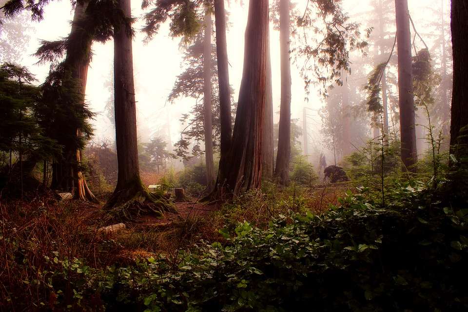Mist in het bos legpuzzel online