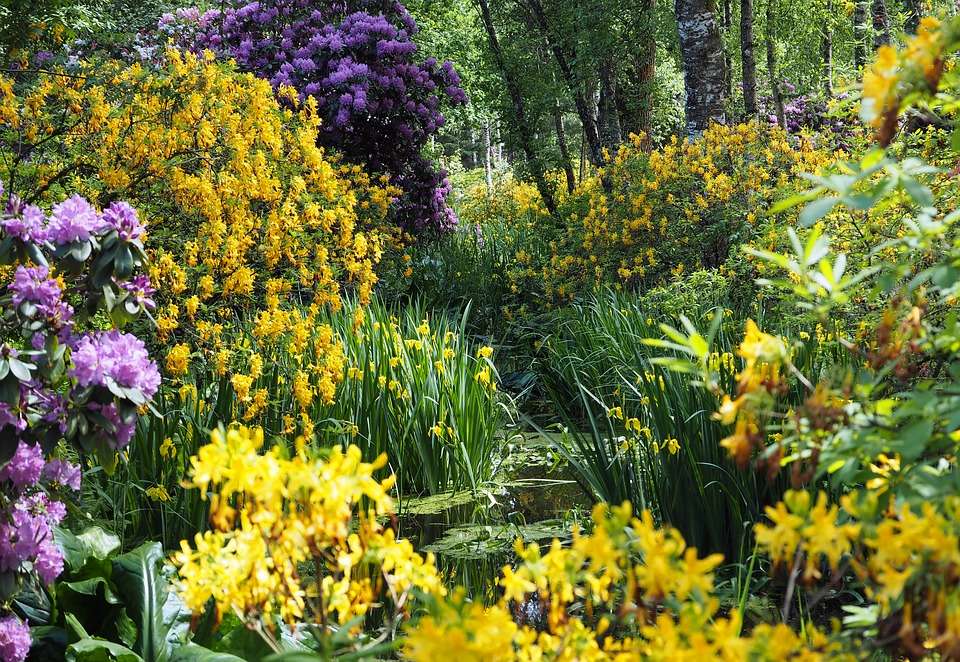 Цветя край езерцето онлайн пъзел