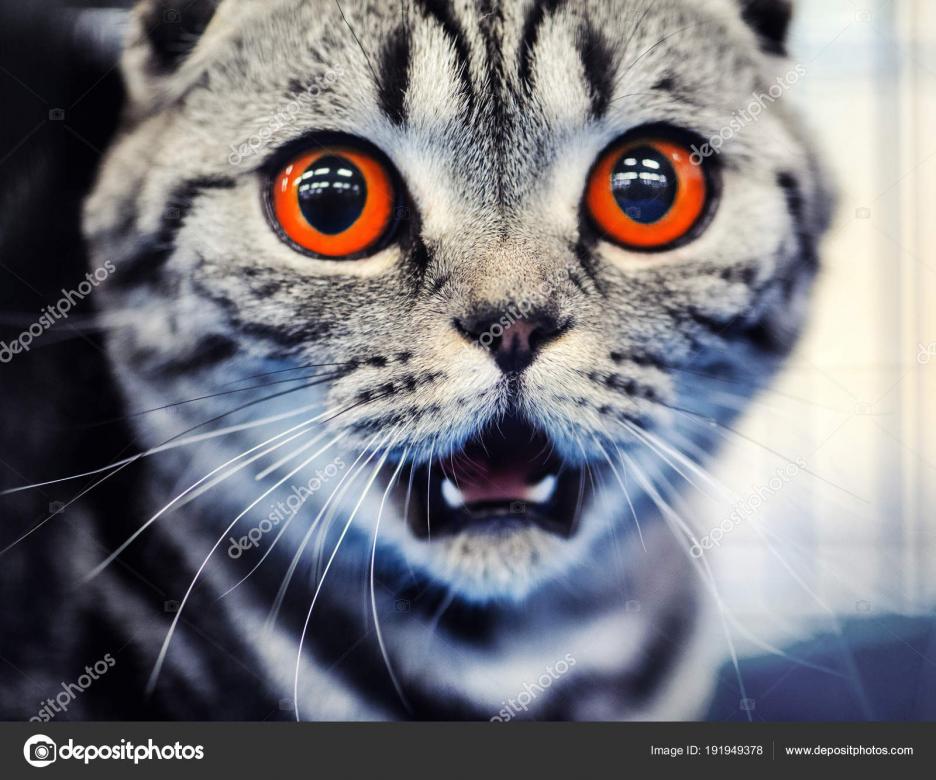 じっと見つめる猫 ジグソーパズルオンライン
