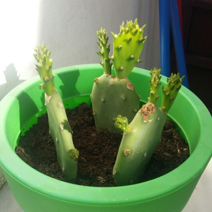 Börjar kaktus Pussel online