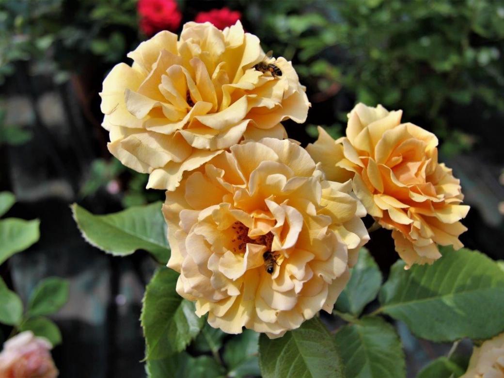 Τριαντάφυλλα τσαγιού. online παζλ