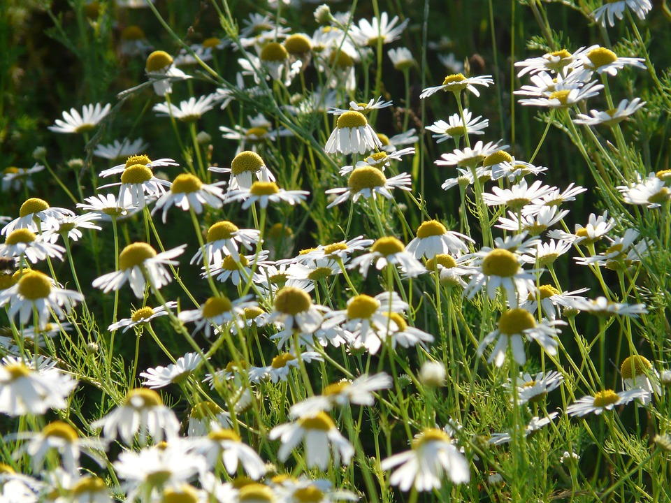 Camomile. jigsaw puzzle online