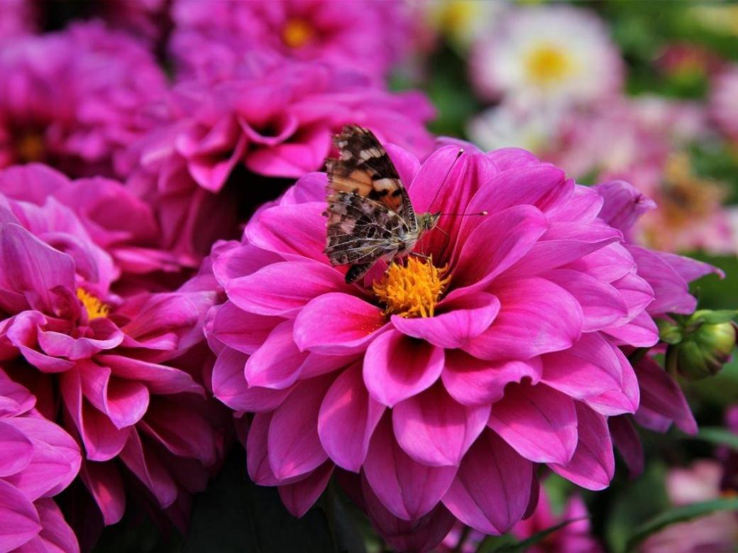 Бабочка и цветы. пазл онлайн
