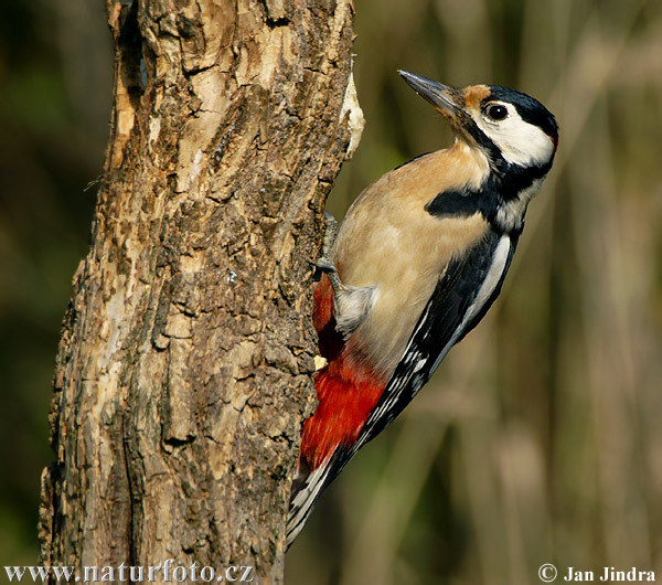 Woodpecker. online puzzle