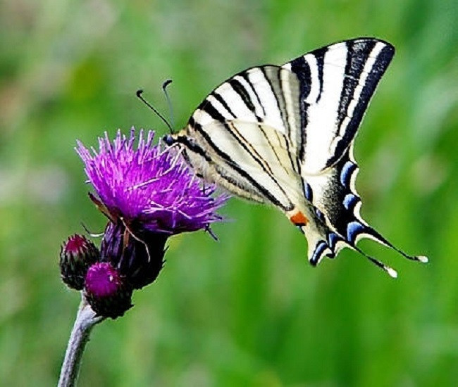 Butterfly. kirakós online