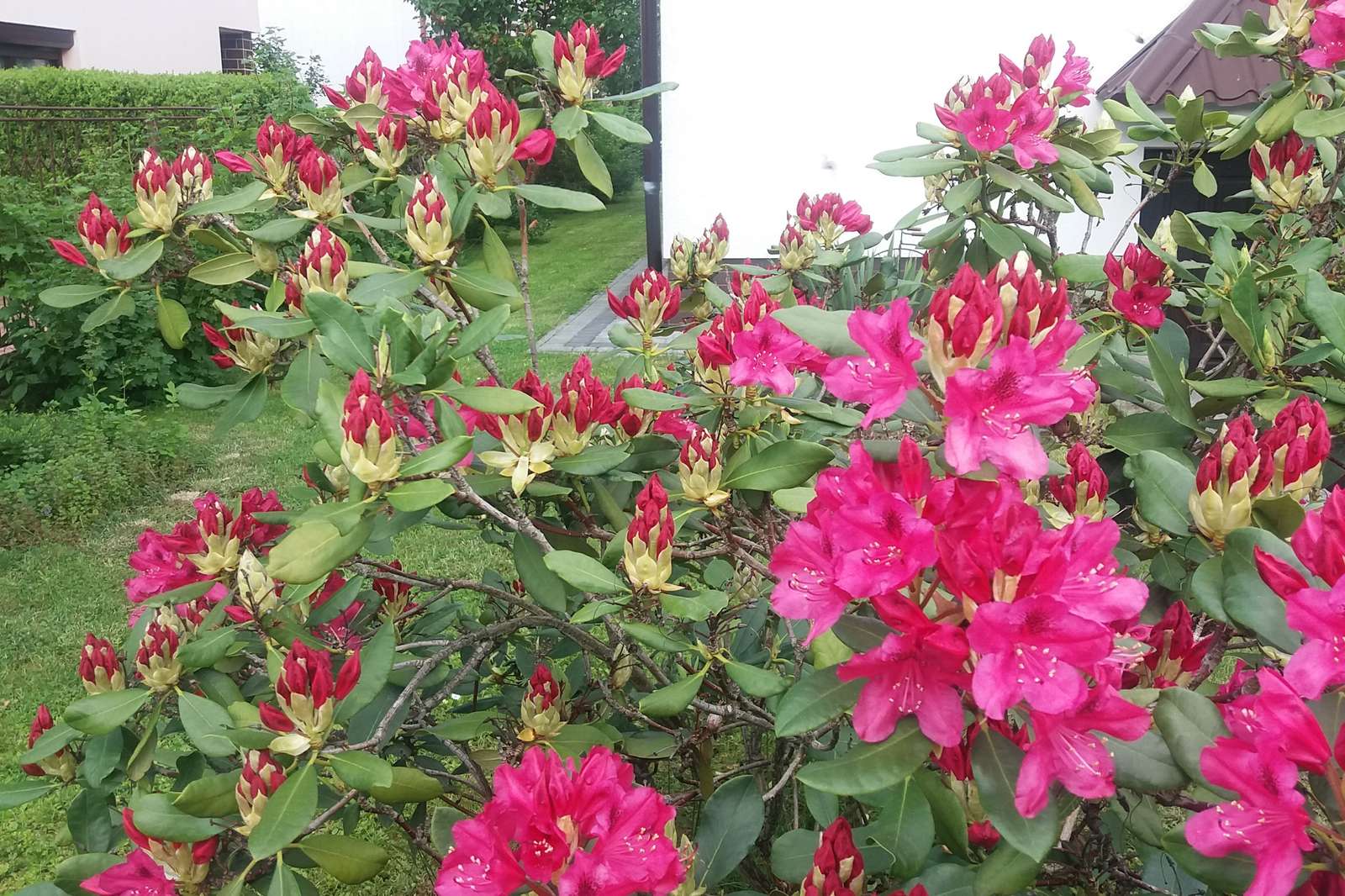 Blooming rhododendron. online puzzle