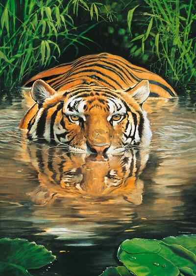 Индийски тигър. онлайн пъзел