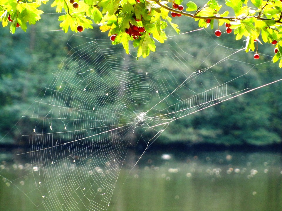 Spinnenweb legpuzzel online