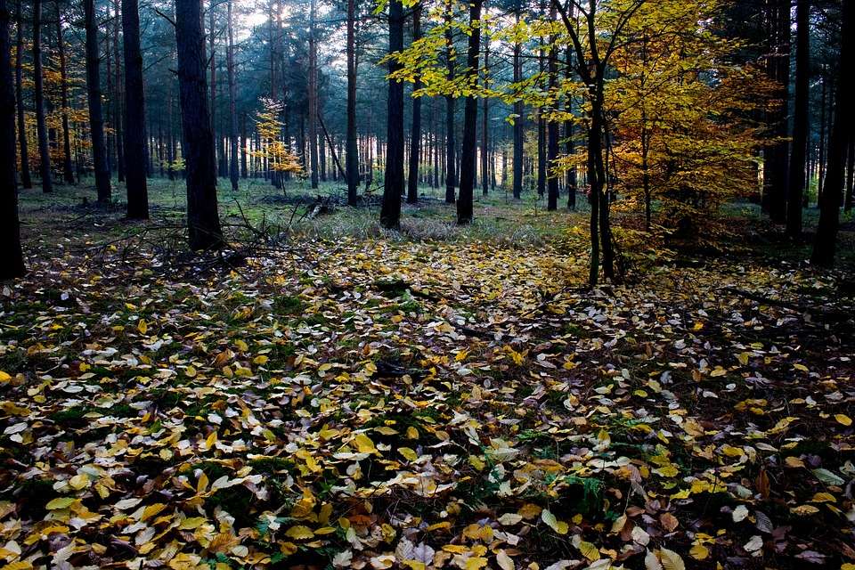 Herbstlicher Wald Online-Puzzle