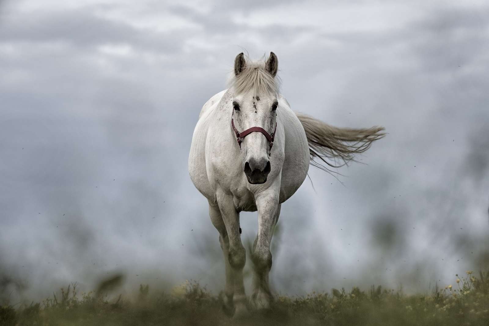 bílý krásný kůň skládačky online