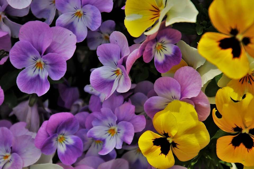 Kleurrijke viooltjes legpuzzel online