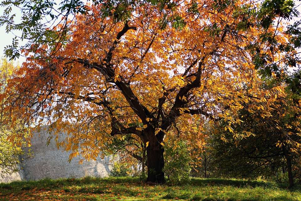 Есенно дърво онлайн пъзел