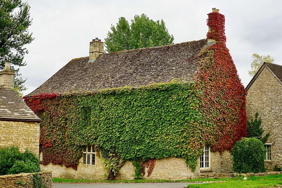 Ivy. jigsaw puzzle online