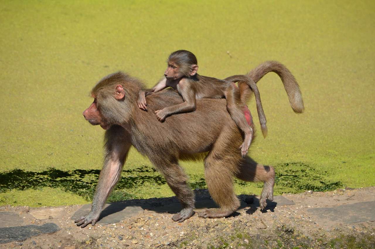 обезьяны - гориллы онлайн-пазл