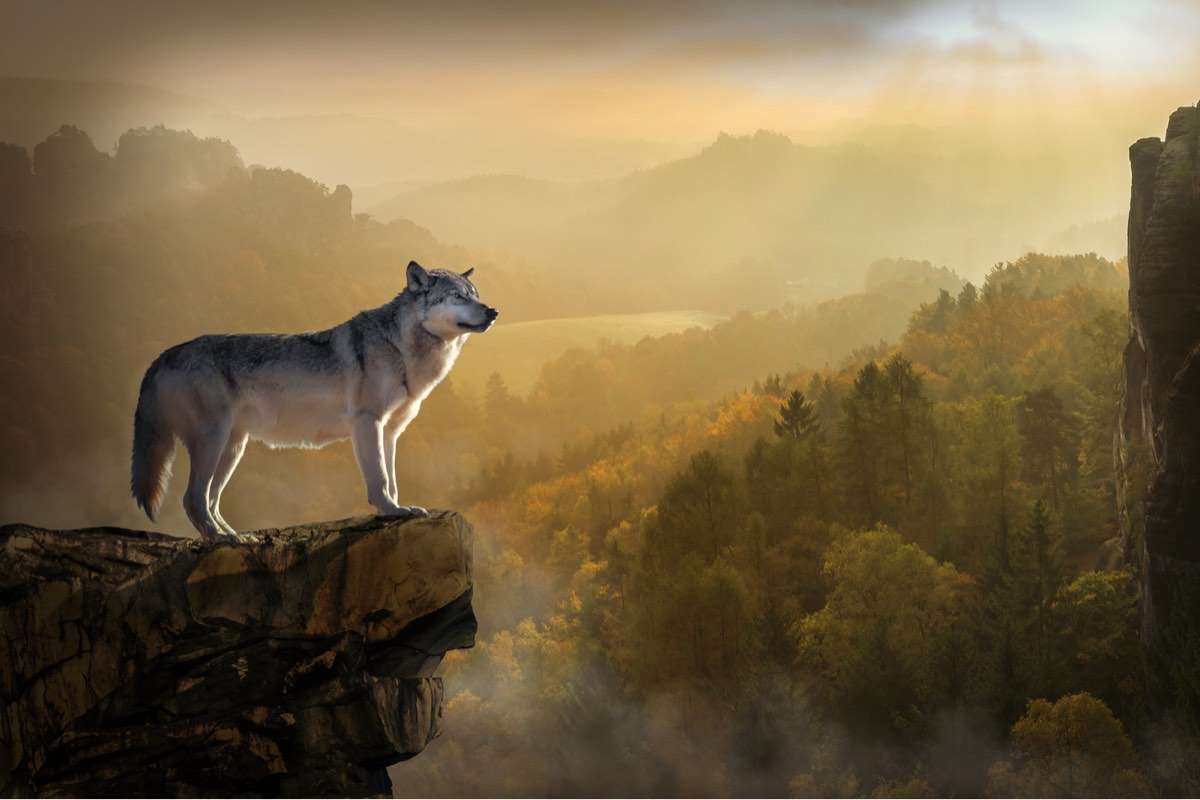 Eenzame wolf online puzzel
