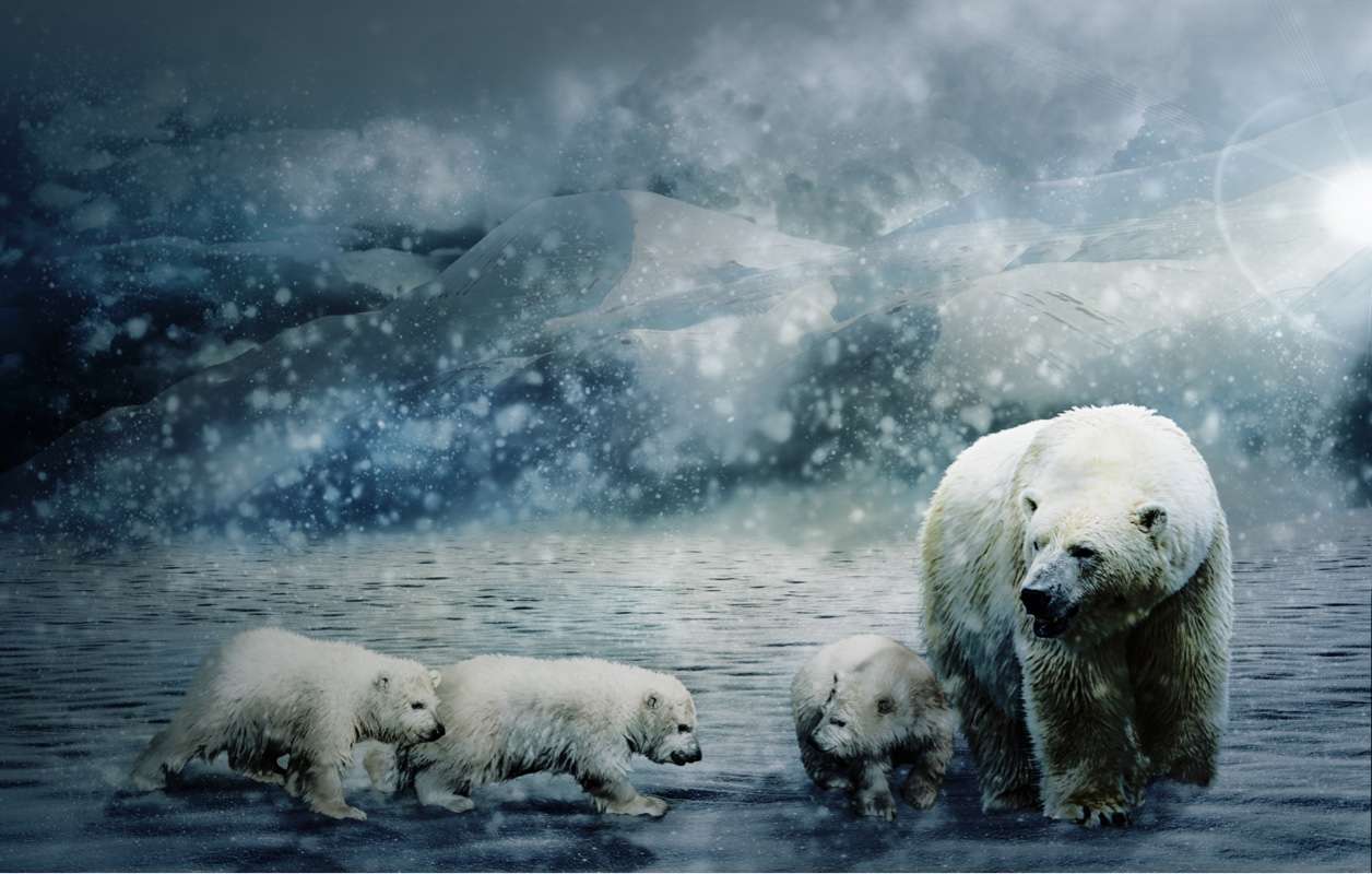Los osos polares rompecabezas en línea