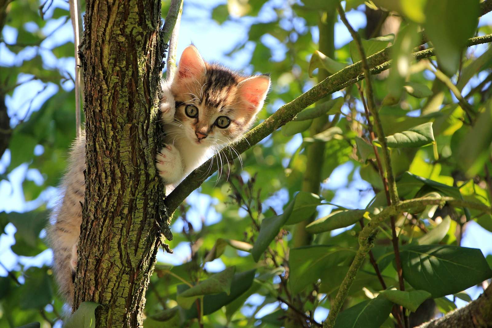 маленький котенок на дереве пазл онлайн